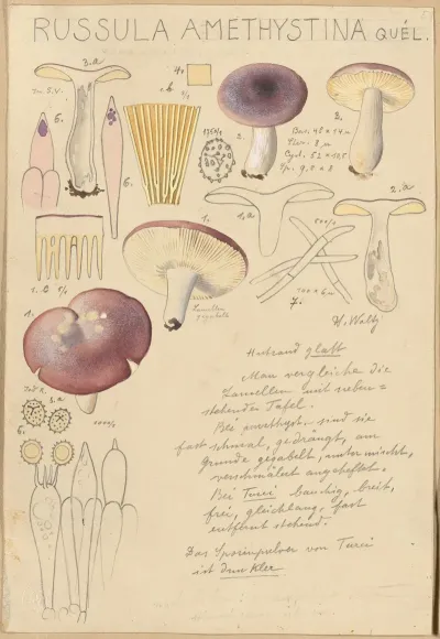 Russula Amethystina