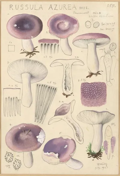 Russula Azurea