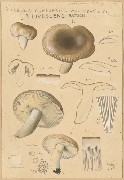 Russula Consobrina Var Sororia