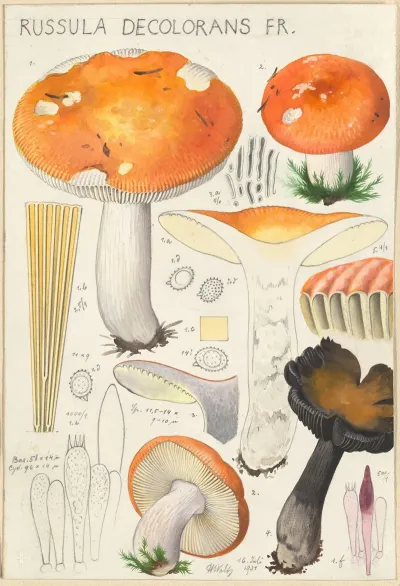 Russula Decolorans Fr
