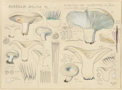 Russula Delica