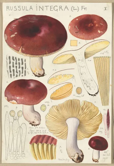Russula Integra