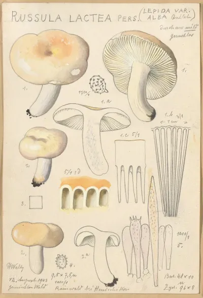 Russula Lactea