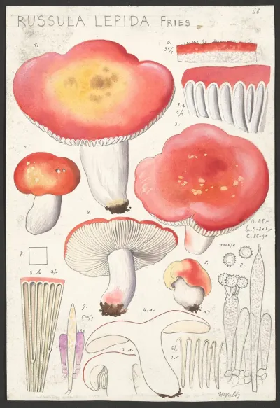 Russula Lepida Fries