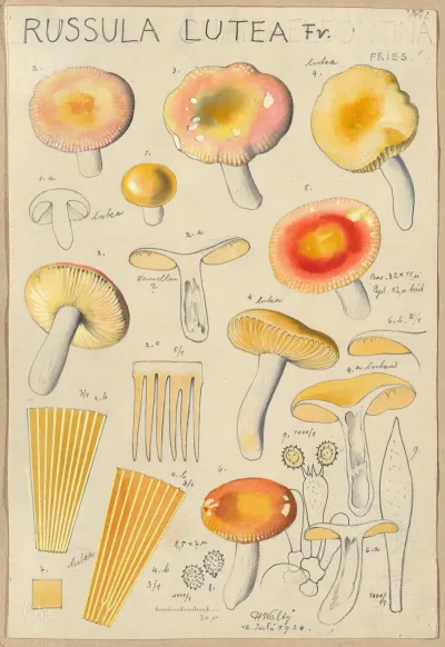 Russula Lutea