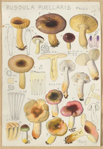 Russula Puellaries