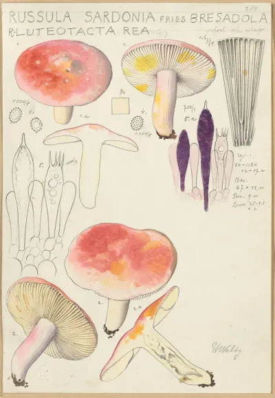 Russula Sardonia