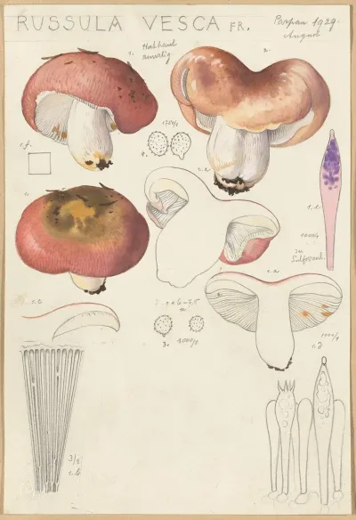 Russula Vesca