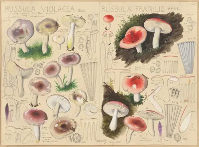Russula Violacea Russula Fragilis