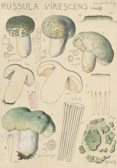 Russula Virescens