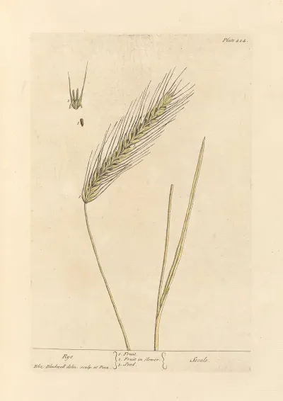 Rye 3