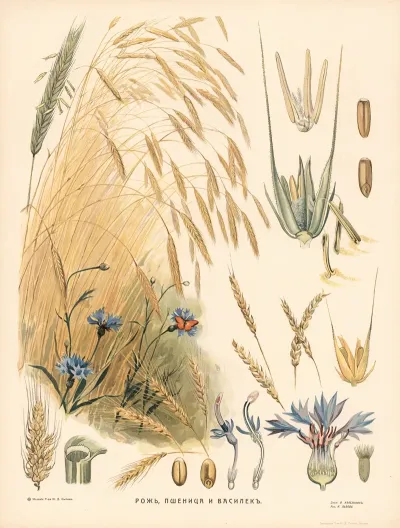 Rye 4