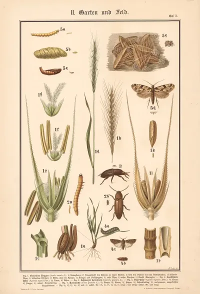 Rye Click Beetle Wheat Weevil Turnip Moth Grain Worm