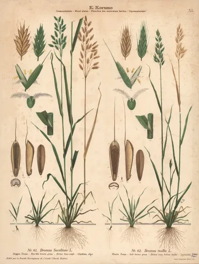 Rye Like Brome Grass Soft Brome Grass