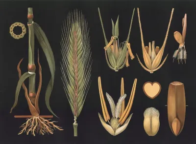 Rye Secale Cereale