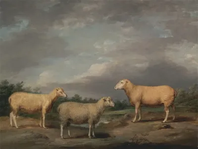 Ryelands Sheep The Kings Ram The Kings Ewe And Lord Somervilles Wether