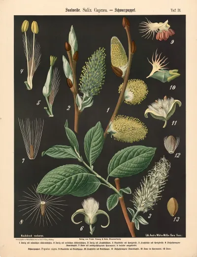 Saalweide Salix Capraea