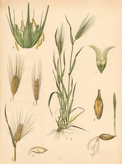 Saatgerste