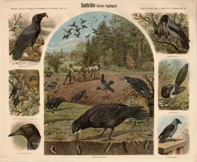Saatkrahe Corvus Frugilegus