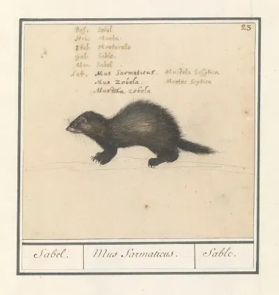 Sabelmarter Martes Zibellina Sabel Mus Sarmaticus Sable