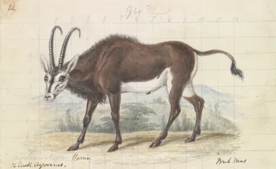 Sable Antelope