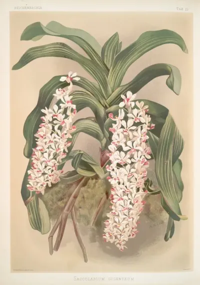 Saccolabium Giganteum