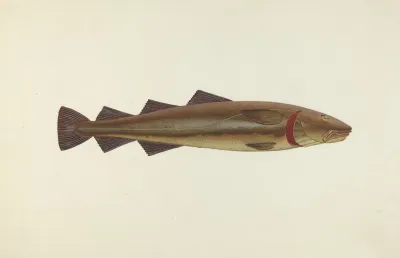 Sacred Cod