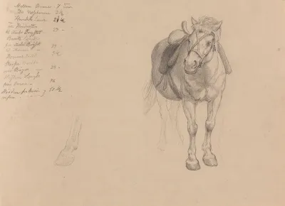 Saddled Horse 2