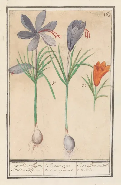 Saffraankrokus Crocus Sativus 1 Oprechte Saffraen 2 Wilden Saffraen
