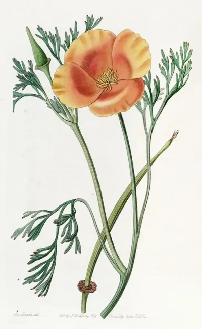 Saffron Coloured Eschscholtzia
