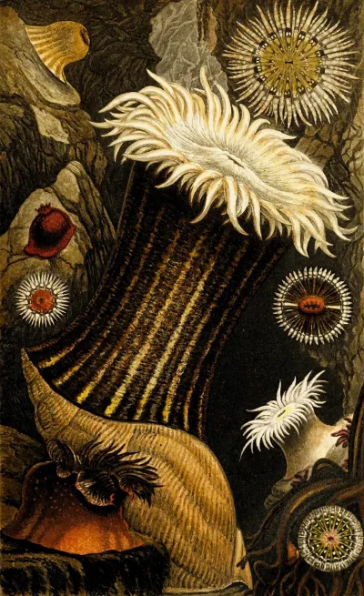 Sagartia Nivea S Miniata S Troglodytes S Parasitica