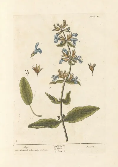 Sage 2
