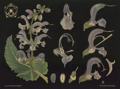 Sage Salvia Pratensis
