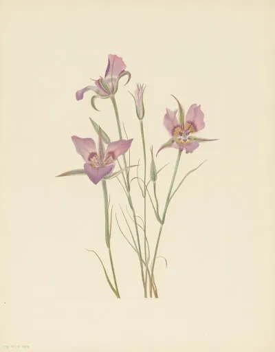 Sagebrush Mariposa Calochortus Macrocarpus 2