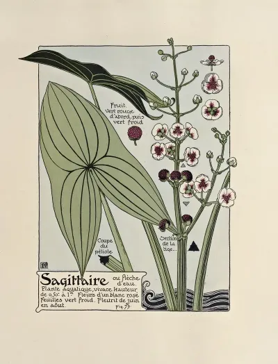 Sagittaire 4
