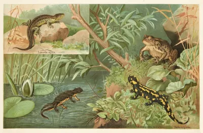 Salamander Lizard Toad 2