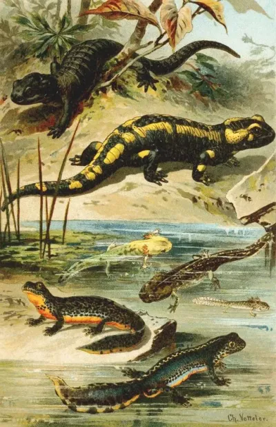 Salamander Maculosa Salamander Atra Triton Alpestris