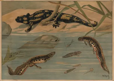 Salamander