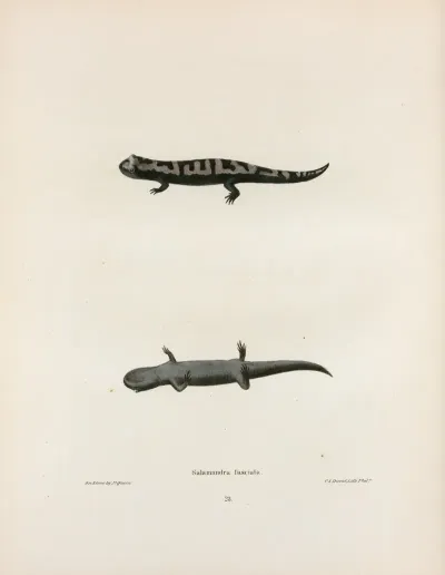 Salamandra Fasciata 2