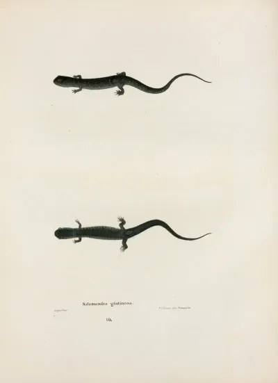 Salamandra Glutinosa 2