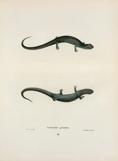 Salamandra Granulata 2