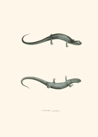 Salamandra Granulata
