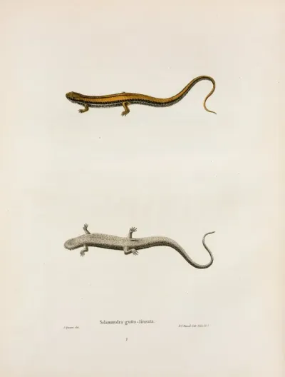 Salamandra Gutto Lineata 2