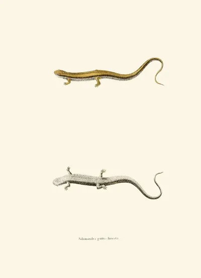 Salamandra Gutto Lineata