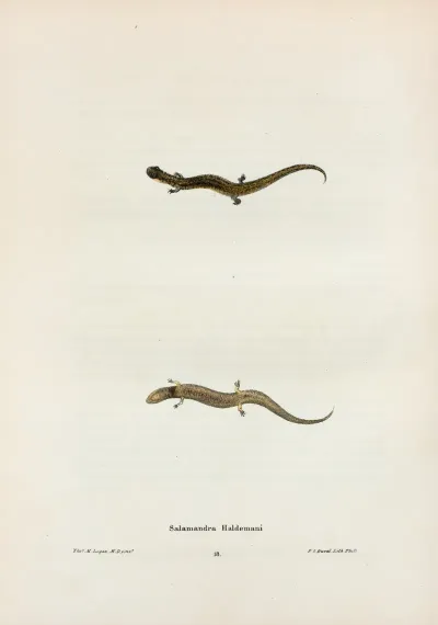 Salamandra Haldemani 2