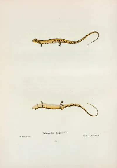 Salamandra Longicauda 2