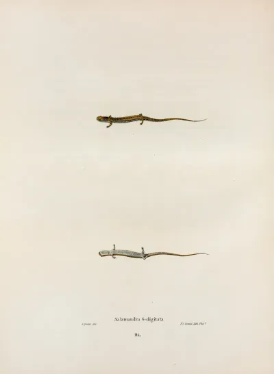 Salamandra Quadridigitata