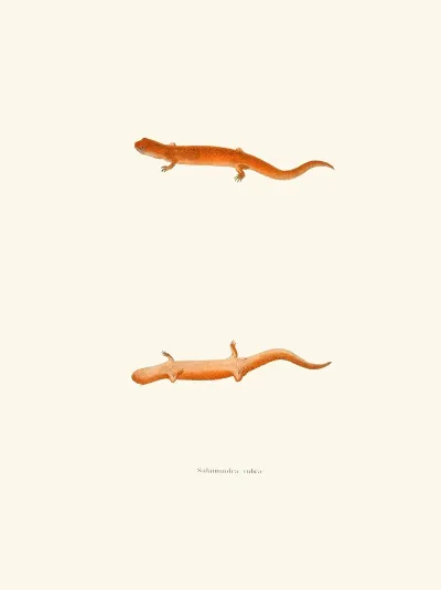 Salamandra Rubra
