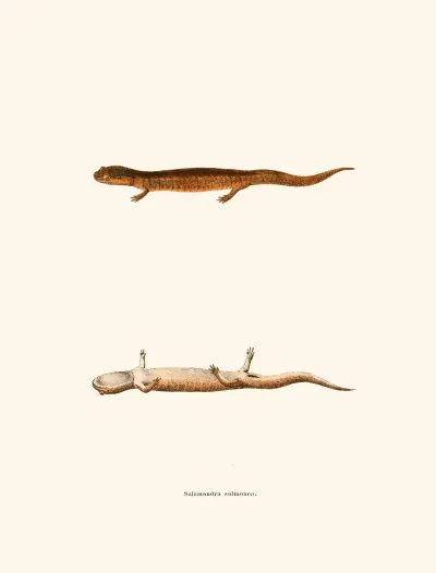 Salamandra Salmonea
