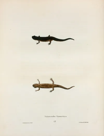 Salamandra Symmetrica 2